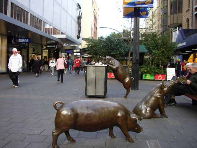 Pigs in Adelaide