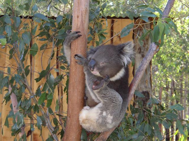 Scratching Koala