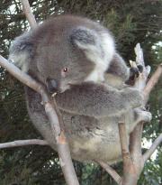 Ein Koala