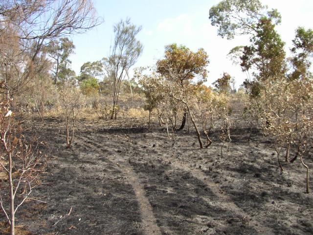 Burned land
