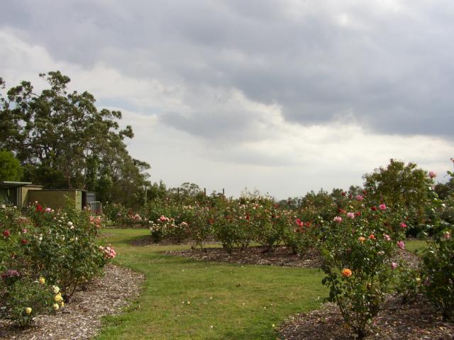 A rose garden
