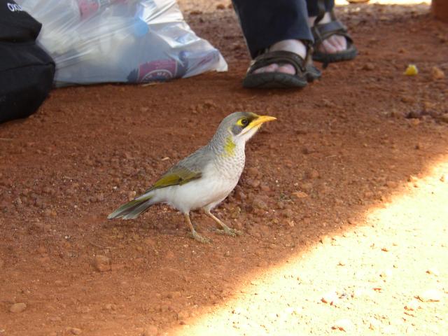 Unknown Coloured Bird