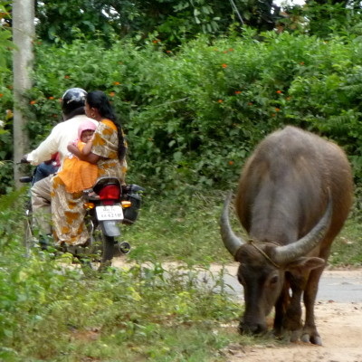 Motorrad und Kuh